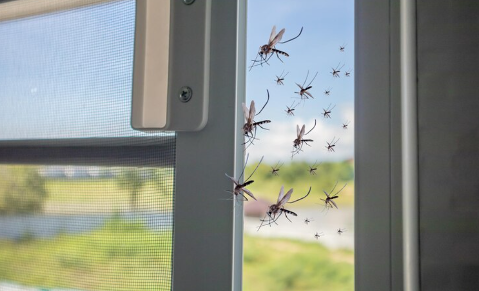 Wie ein Insektenschutz Ihr Zuhause vor lästigen Insekten schützt