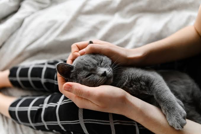 Die 5 besten Tiergeruchsbeseitigungsservices in Zwickau – Von Haustieren verursachte Gerüche nachhaltig behandeln